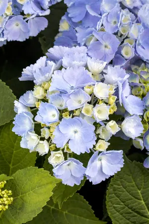 Hydrangea m. 'Hovaria? Homigo' - 2 Ltr pot - image 4