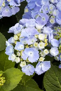Hydrangea m. 'Hovaria? Homigo' - 2 Ltr pot - image 4