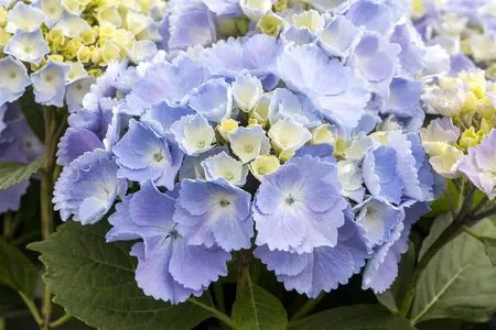 Hydrangea m. 'Hovaria? Homigo' - 2 Ltr pot - image 1