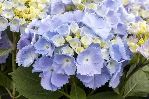 Hydrangea m. 'Hovaria? Homigo'