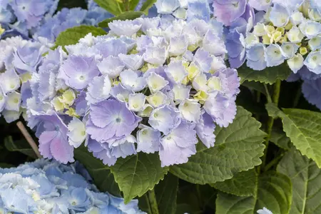 Hydrangea m. 'Hovaria? Homigo' - 2 Ltr pot - image 3