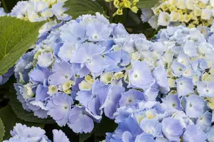 Hydrangea m. 'Hovaria? Homigo' - 2 Ltr pot - image 5