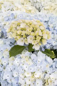 Hydrangea m. 'Hovaria ? Hopaline' - 2 Ltr pot - image 2