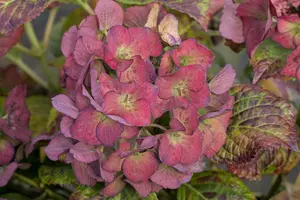 Hydrangea m. 'Hovaria ? Hopaline'
