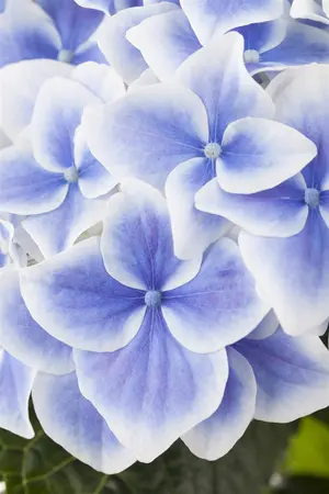 Hydrangea m. 'Hovaria? Mirai' - 40-50 CM C10 - image 2