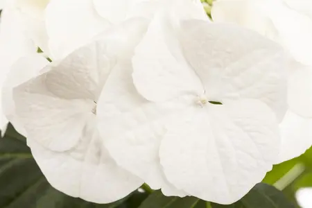 Hydrangea m. 'Hovaria? Mirai' - 40-50 CM C10 - image 5