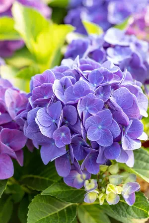 Hydrangea m. 'Jip Blue' - 2 Ltr pot - image 4