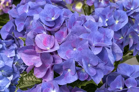 Hydrangea m. 'Jip Blue' - 2 Ltr pot - image 1