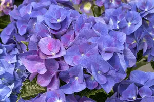 Hydrangea m. 'Jip Blue' - 2 Ltr pot - image 1