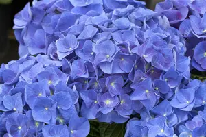Hydrangea m. 'Jip Blue' - 2 Ltr pot - image 2