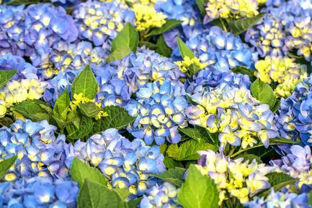 Hydrangea m. 'Jip Blue' - 2 Ltr pot - image 5