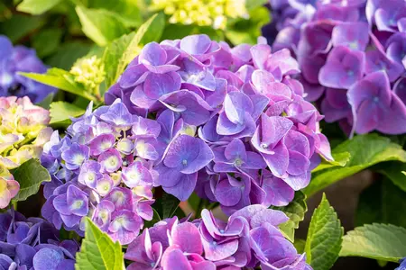Hydrangea m. 'Jip Blue' - 2 Ltr pot - image 3