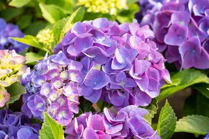 Hydrangea m. 'Jip Blue' - 2 Ltr pot - image 3