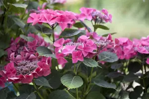 Hydrangea m. 'Kardinal'