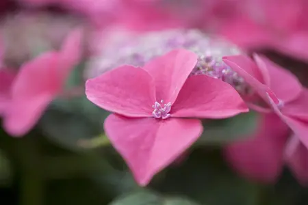 Hydrangea m. 'Kardinal' - 2 Ltr pot - image 2