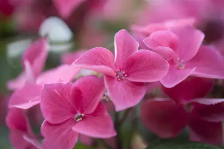 Hydrangea m. 'Kardinal' - 2 Ltr pot - image 3