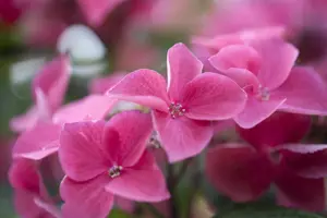 Hydrangea m. 'Kardinal' - 2 Ltr pot - image 3