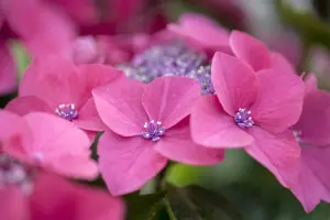Hydrangea m. 'Kardinal' - 2 Ltr pot - image 4