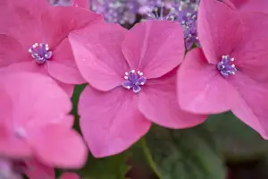 Hydrangea m. 'Kardinal' - 2 Ltr pot - image 5
