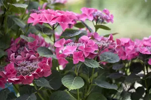 Hydrangea m. 'Kardinal'