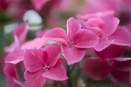 Hydrangea m. 'Kardinal' - 50-60 CM C10 - image 3