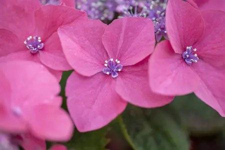 Hydrangea m. 'Kardinal' - 50-60 CM C10 - image 5