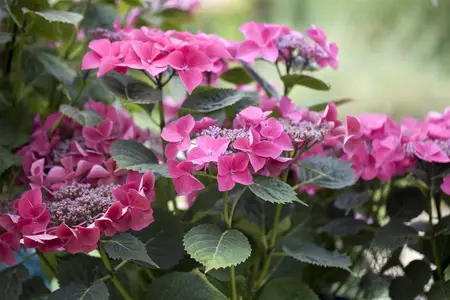 Hydrangea m. 'Kardinal' - 3 Ltr pot - image 1