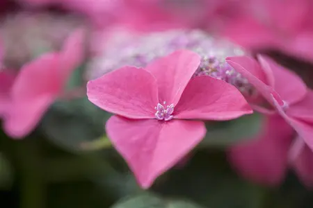 Hydrangea m. 'Kardinal' - 3 Ltr pot - image 2