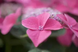 Hydrangea m. 'Kardinal' - 3 Ltr pot - image 2