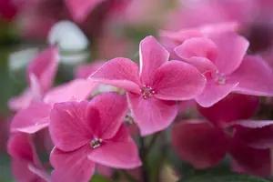 Hydrangea m. 'Kardinal' - 3 Ltr pot - image 3
