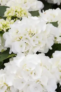 Hydrangea m. 'Kleiner Winterberg'