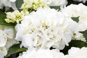 Hydrangea m. 'Kleiner Winterberg' - 3 Ltr pot - image 2