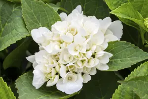 Hydrangea m. 'Kleiner Winterberg' - 3 Ltr pot - image 3