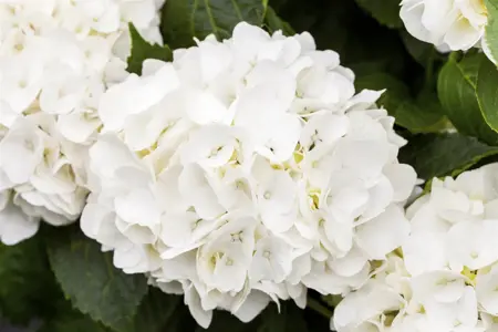 Hydrangea m. 'Kleiner Winterberg' - 3 Ltr pot - image 4