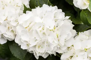 Hydrangea m. 'Kleiner Winterberg' - 3 Ltr pot - image 4