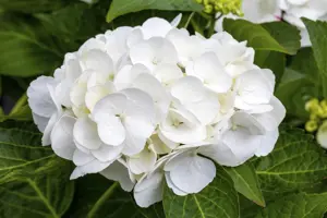 Hydrangea m. 'Kleiner Winterberg' - 3 Ltr pot - image 5
