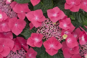 Hydrangea m. 'Lady in Red'?