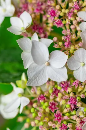 Hydrangea m. 'Lanarth White' - 30-40 CM C7.5 - image 2