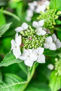 Hydrangea m. 'Lanarth White' - 30-40 CM C7.5 - image 5