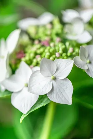 Hydrangea m. 'Lanarth White' - C3.5 - image 5