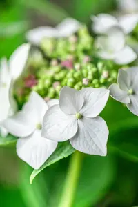 Hydrangea m. 'Lanarth White' - 25-30 CM C3.5 - image 5