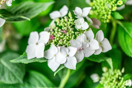 Hydrangea m. 'Lanarth White' - 30-40 CM C7.5 - image 4