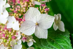 Hydrangea m. 'Lanarth White' - 25-30 CM C3.5 - image 2