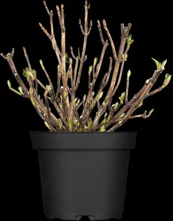 Hydrangea m. 'Leuchtfeuer' - 2 Ltr pot - image 1