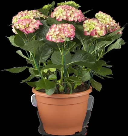 Hydrangea m. 'Leuchtfeuer' - 2 Ltr pot - image 4