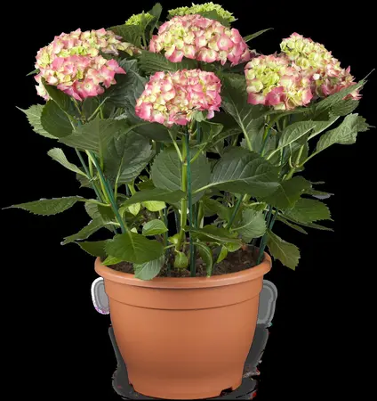 Hydrangea m. 'Leuchtfeuer' - 40-50 CM C7.5 - image 4