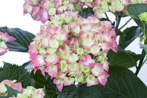 Hydrangea m. 'Leuchtfeuer' - 2 Ltr pot - image 2