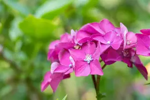 Hydrangea m. 'Leuchtfeuer' - 2 Ltr pot - image 5