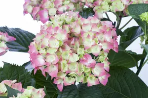 Hydrangea m. 'Leuchtfeuer' - 40-50 CM C7.5 - image 2