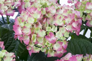 Hydrangea m. 'Leuchtfeuer' - 40-50 CM C7.5 - image 3